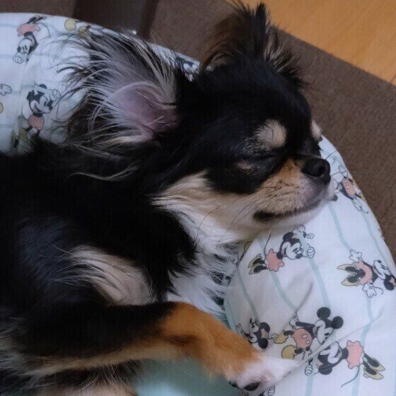 チワワのはるちゃん