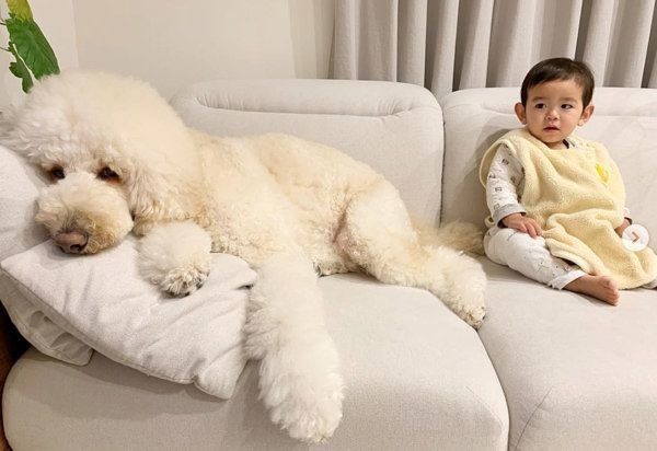 スタンダード・プードルのもずくちゃんと弟くん