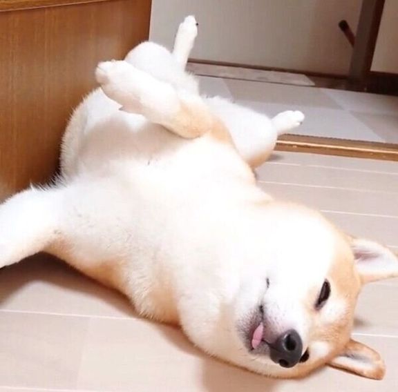 へそ天するチャーミーちゃん