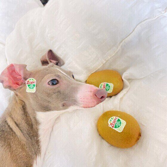 白いふかふかした布（ふとん）の上に横たわっているイタリアン・グレーハウンドの口元に2個のキウイ