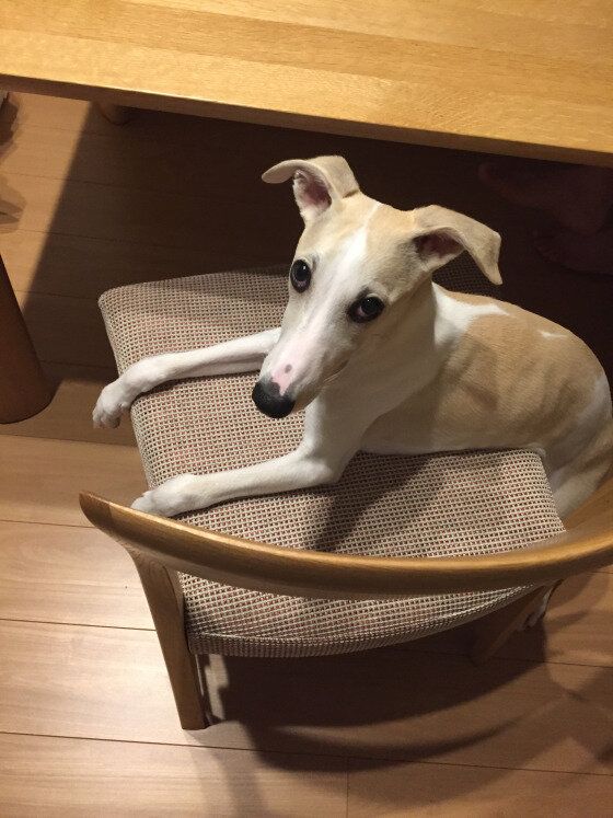 ウィペットのポワロちゃん