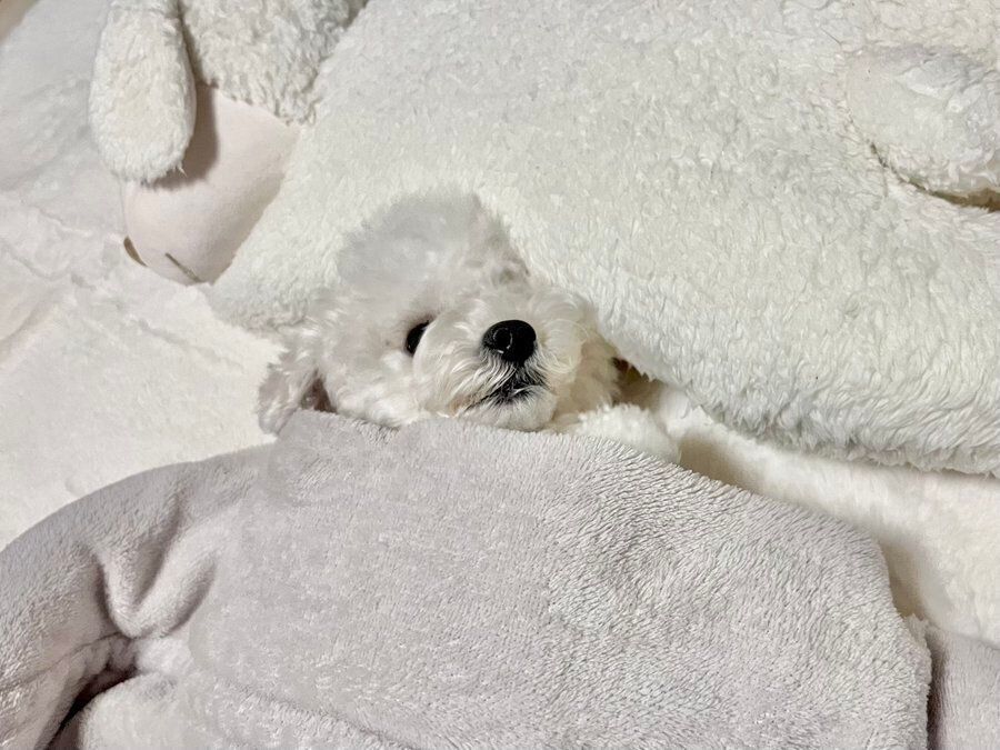 睡眠から目覚めるわたげちゃん