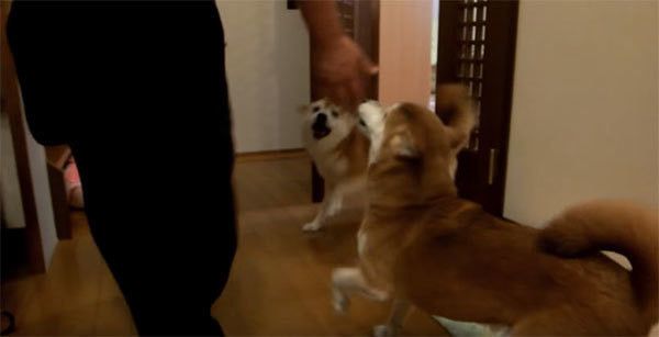 パパさんの帰宅を待つ柴犬