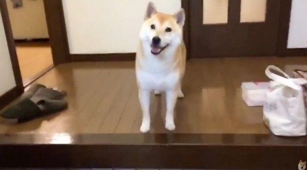 帰りを待つ犬