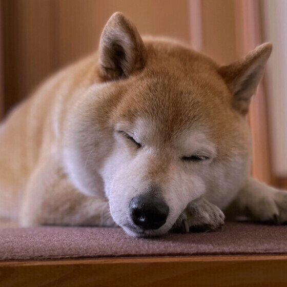 犬の良い眠りのためにしてはいけないこと、犬の快眠に大切なことは？ 柴犬 いぬのきもち