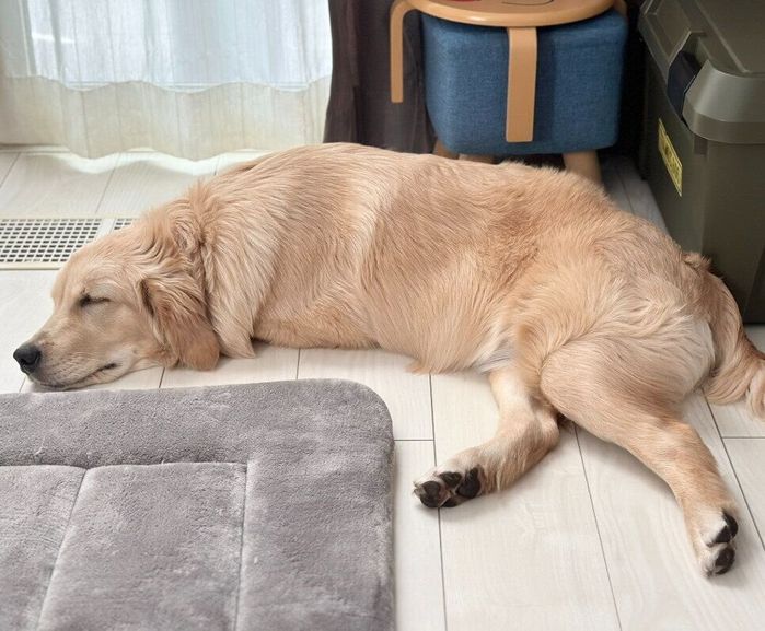 生後6カ月の犬