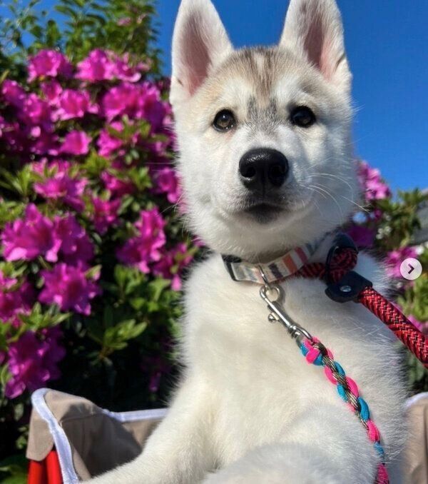 お散歩をするぽぽちゃん