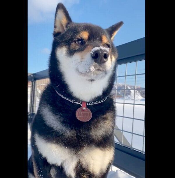雪が好きなはるくん