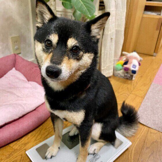 体重を量る柴犬