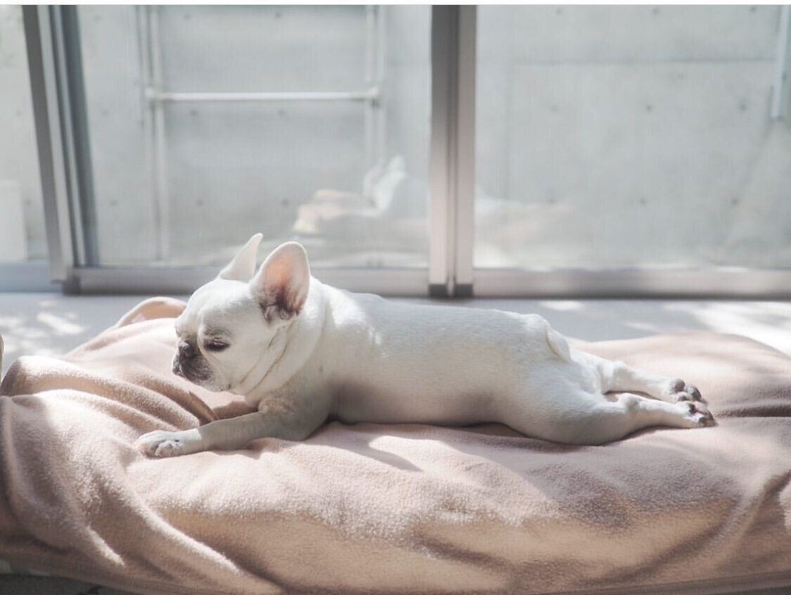 「キラキラボディー」のきなこちゃん