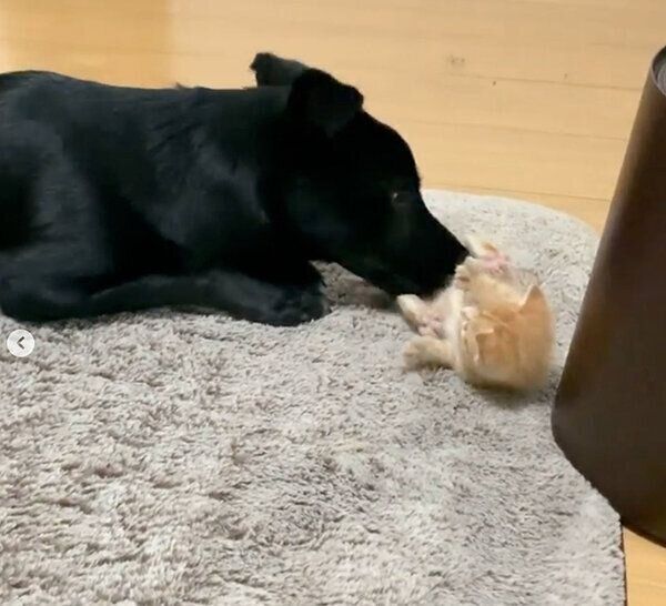 はなちゃんと虎吉くん