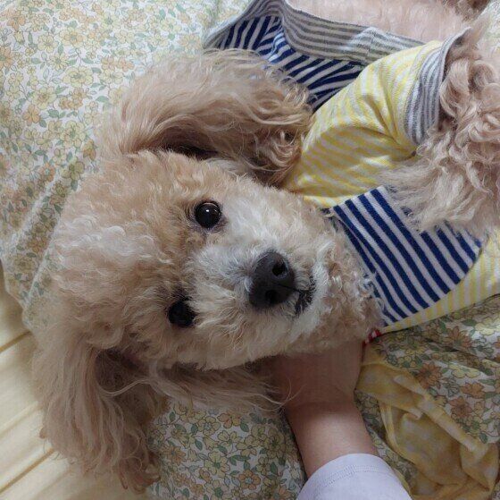 トイ・プードル　もっとなでなで～