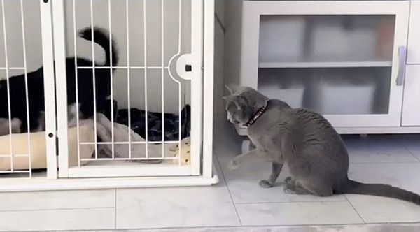 遊ぶコーギーと気になるロシアンブルー