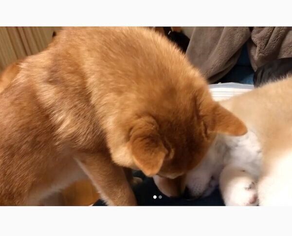 らいちゃんを見守る、ててくんとももちゃん