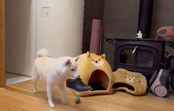 靴を運ぶしらたまちゃん