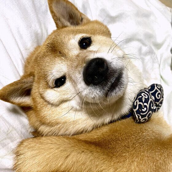 シニア犬が気をつけたい室内で起こる思わぬケガと予防法 いぬのきもち