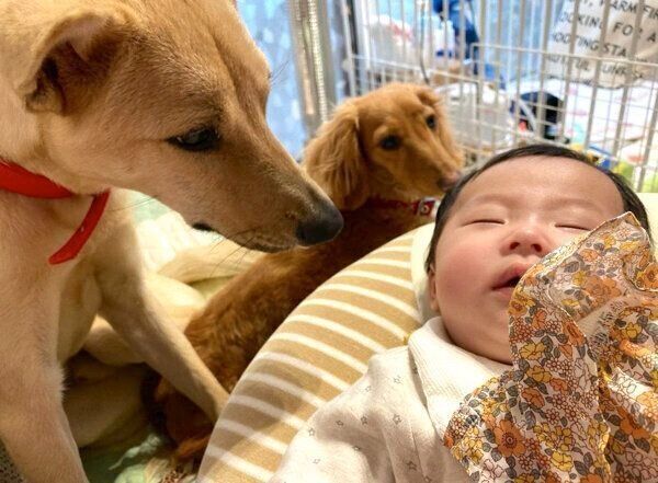 お子さんを見つめるりくちゃん、らむちゃん