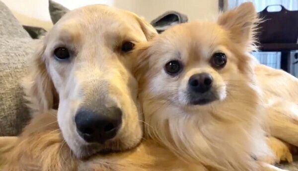 寄り添うぽん吉くんとらん丸くん