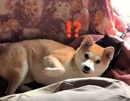 柴犬 モモちゃん