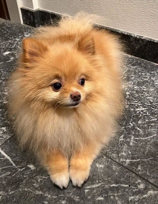 ふだんの様子 ふわふわな被毛がかわいらしい