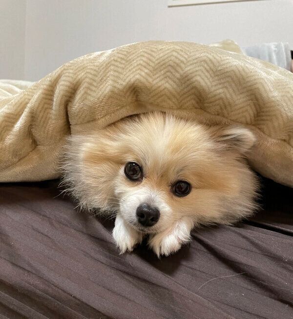 布団の中に入るちくわくん