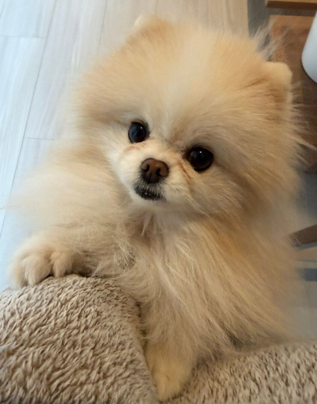 飼い主さんを見つめるルルちゃん