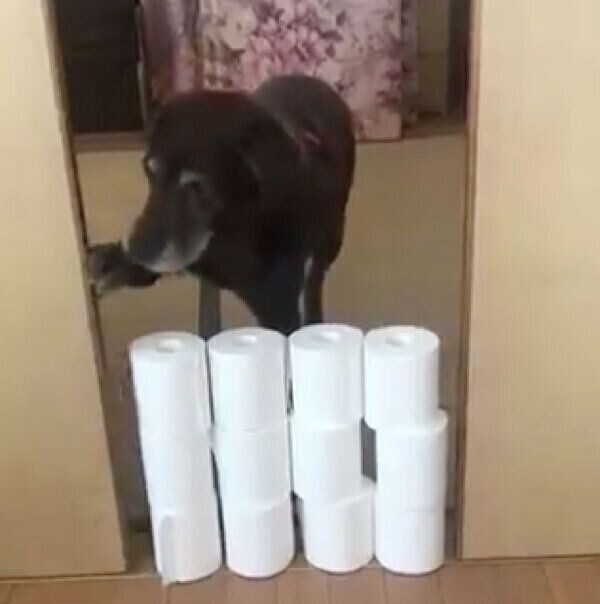 トイレットペーパーチャレンジをする副ちゃん