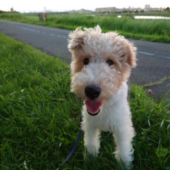 ワイアー・フォックス・テリア