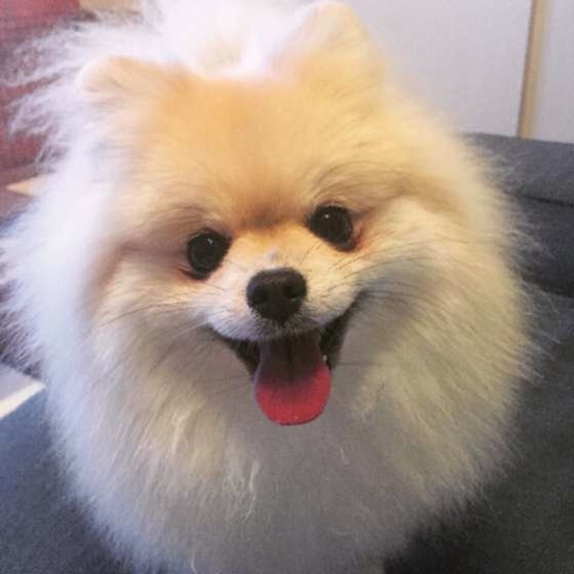 獣医師監修 犬のノミ事情 症状や予防法について解説 いぬのきもちweb Magazine 獣医師監修 犬のノミ事情 症状や予防法について解説 いぬのきもちweb Magazine