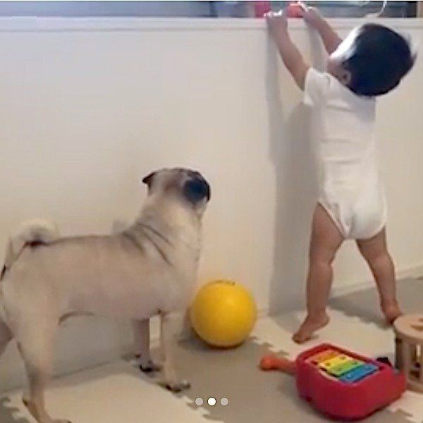 赤ちゃんと見守るパグ