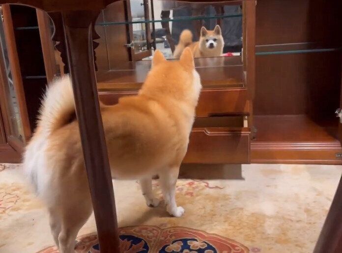鏡に映る自分を見て驚くコンちゃん