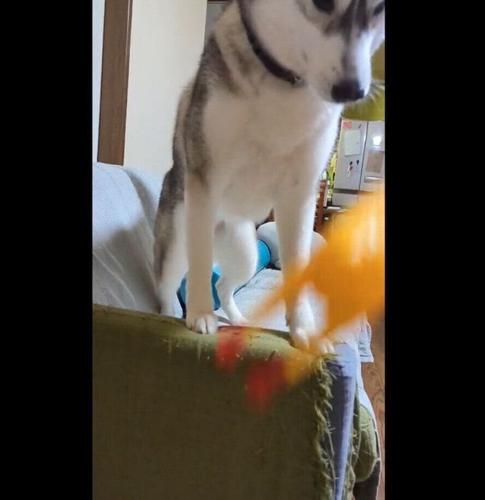 「取ってこい遊び」をするテラちゃん