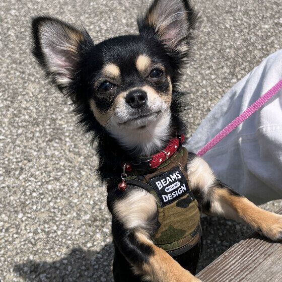 チワワのテテちゃん