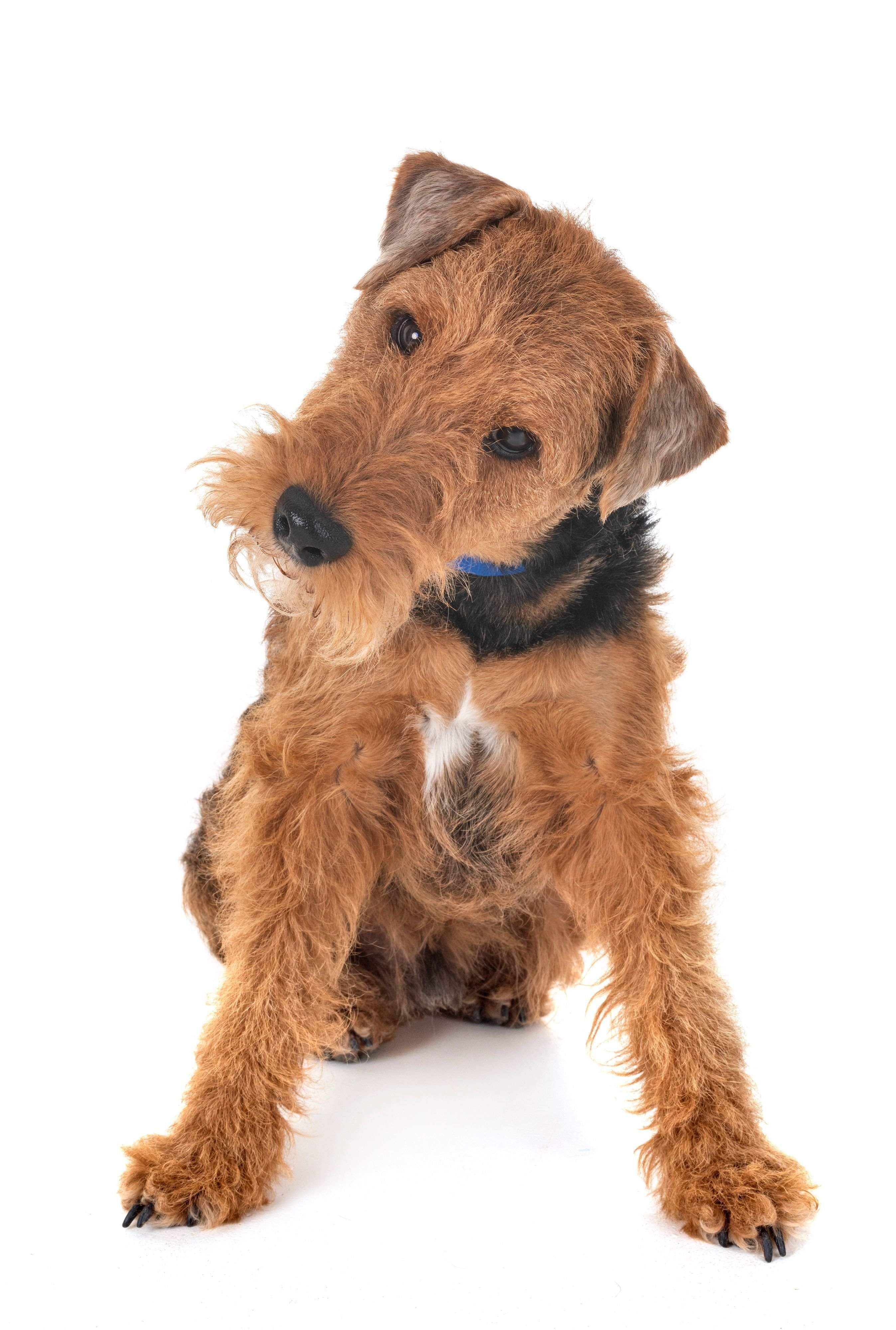 ウェルシュ・テリア