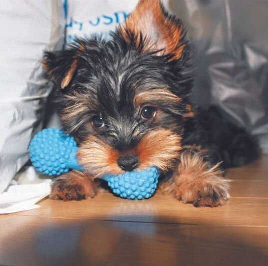 笹島祟行さん・清美さん夫妻に迎えられた、生後２カ月のモコ吉くん（写真提供／笹島祟行さん）