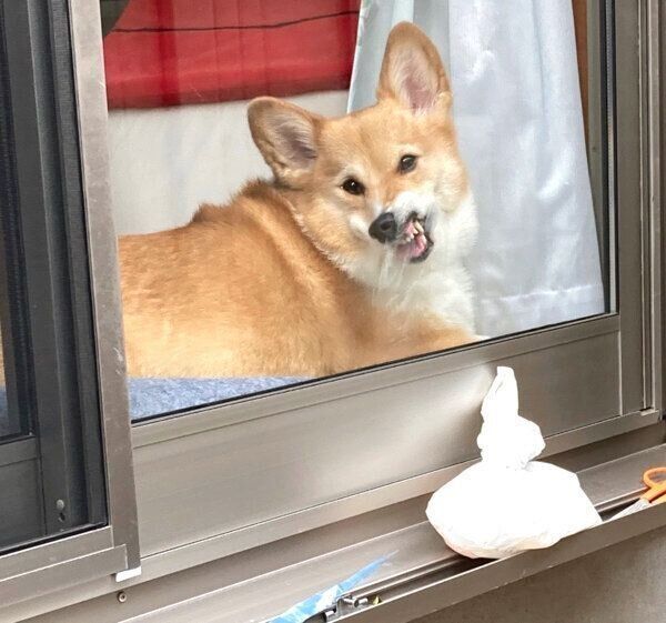 すごい顔で見てくるベルちゃん