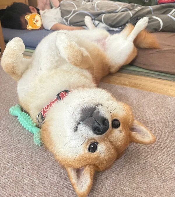 ヘソ天するチロちゃん