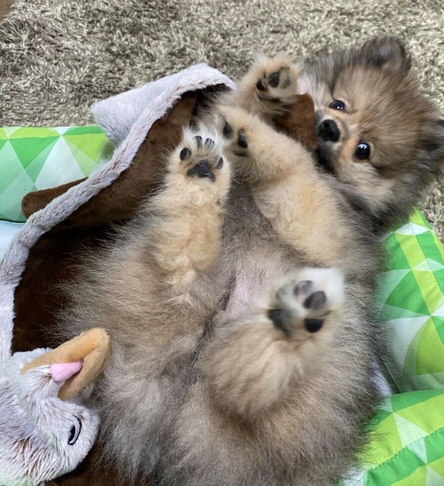 子犬時代のテンくん