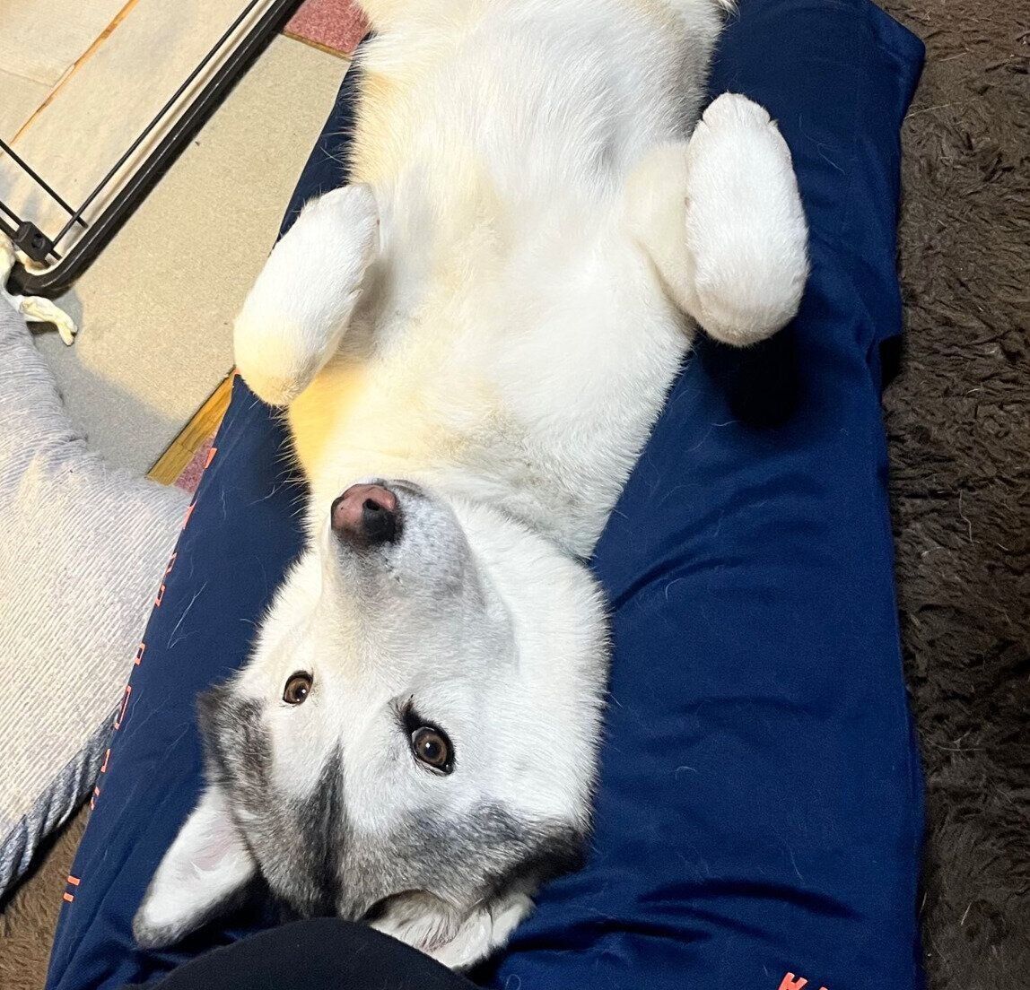 甘えるゆきちゃん