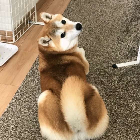 振り返る柴犬