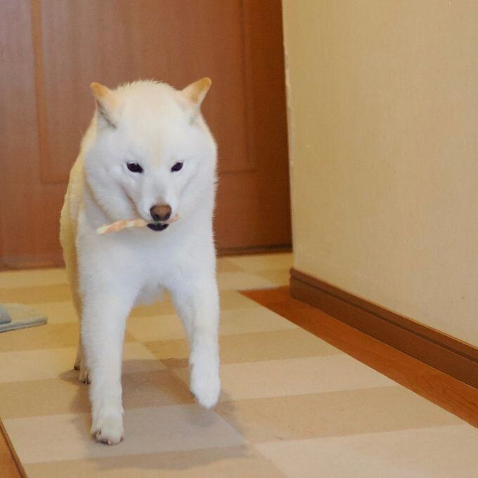 ”取ってこい”をするラッテくん