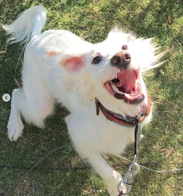 笑顔の麦ちゃん