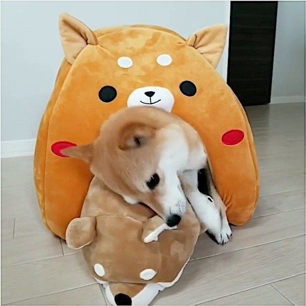 人形に道を阻まれる豆柴