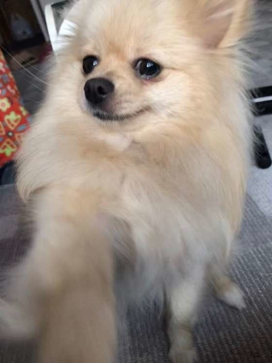 ポメラニアンのここちゃん