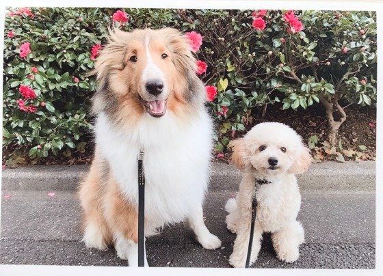 トイ・プードルとお友達