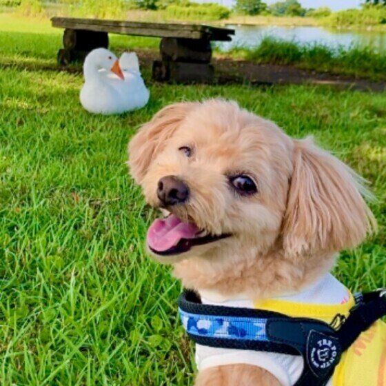 小型犬のチョコくん