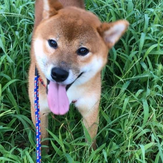 暖かい春がやってきた！ノミ対策を万全に