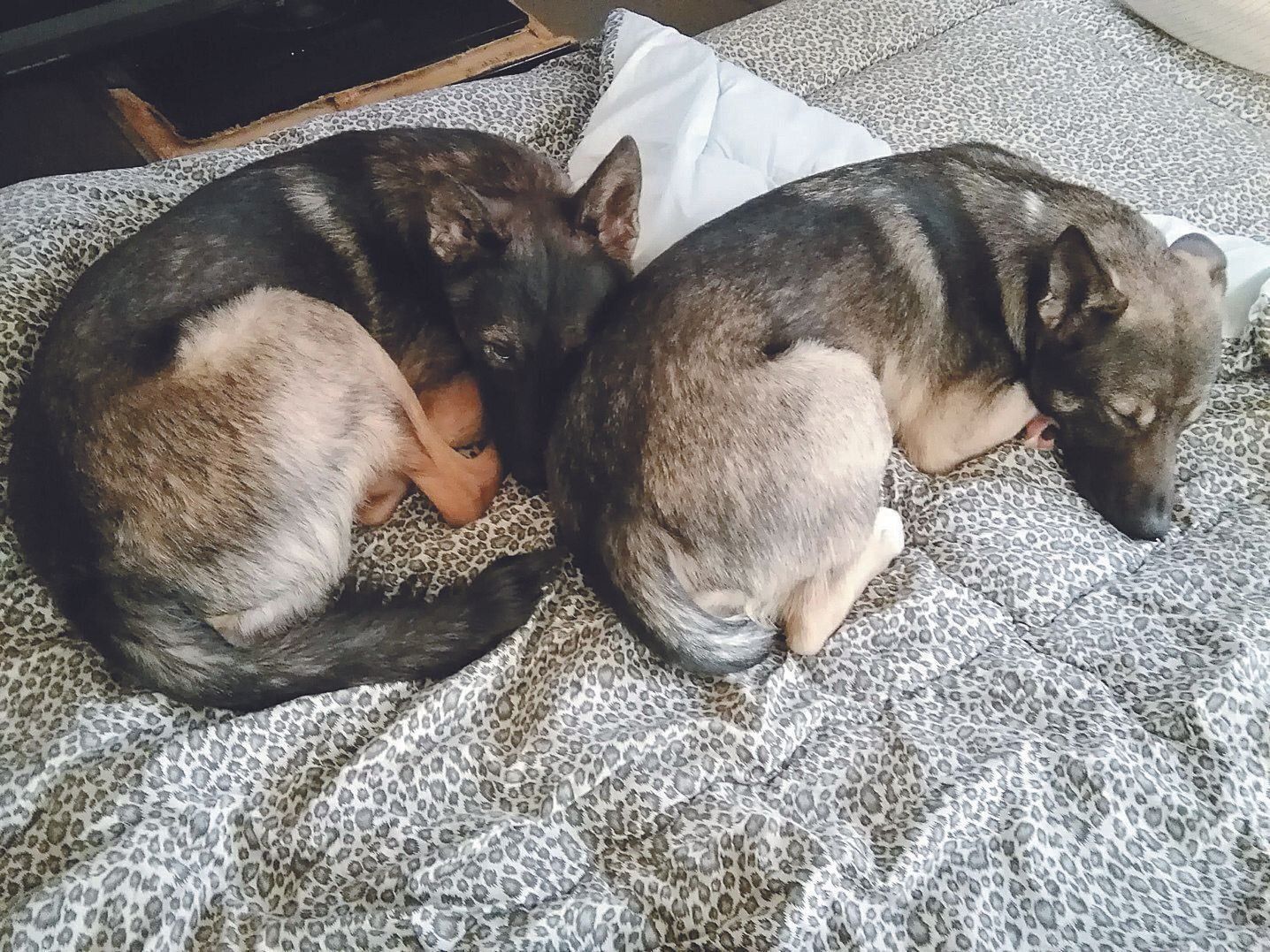 写真提供／Fさん