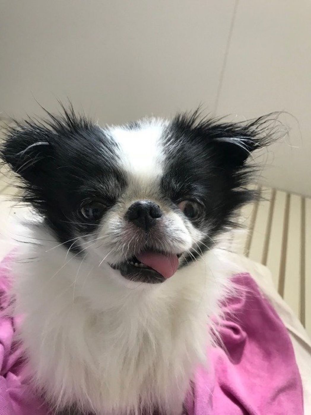 お風呂の頻度は シャワーの温度は人と同じ 愛犬のお風呂の素朴な疑問 いぬのきもちweb Magazine お風呂の頻度は シャワーの温度は人と同じ 愛犬のお風呂の素朴な疑問 いぬのきもちweb Magazine