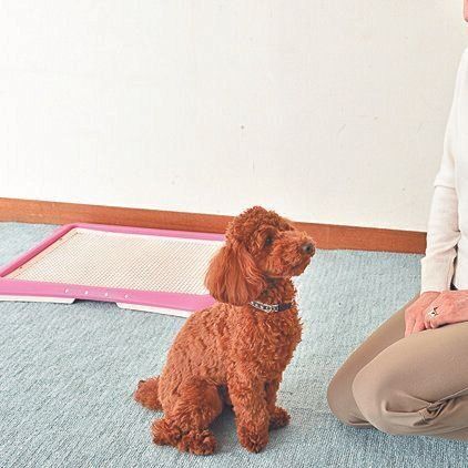 排泄していないのにおねだり